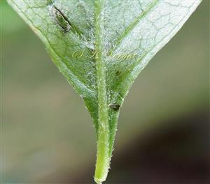  Part of Leaf (Abaxial View)